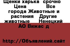 Щенки харька! срочно. › Цена ­ 5 000 - Все города Животные и растения » Другие животные   . Ненецкий АО,Вижас д.